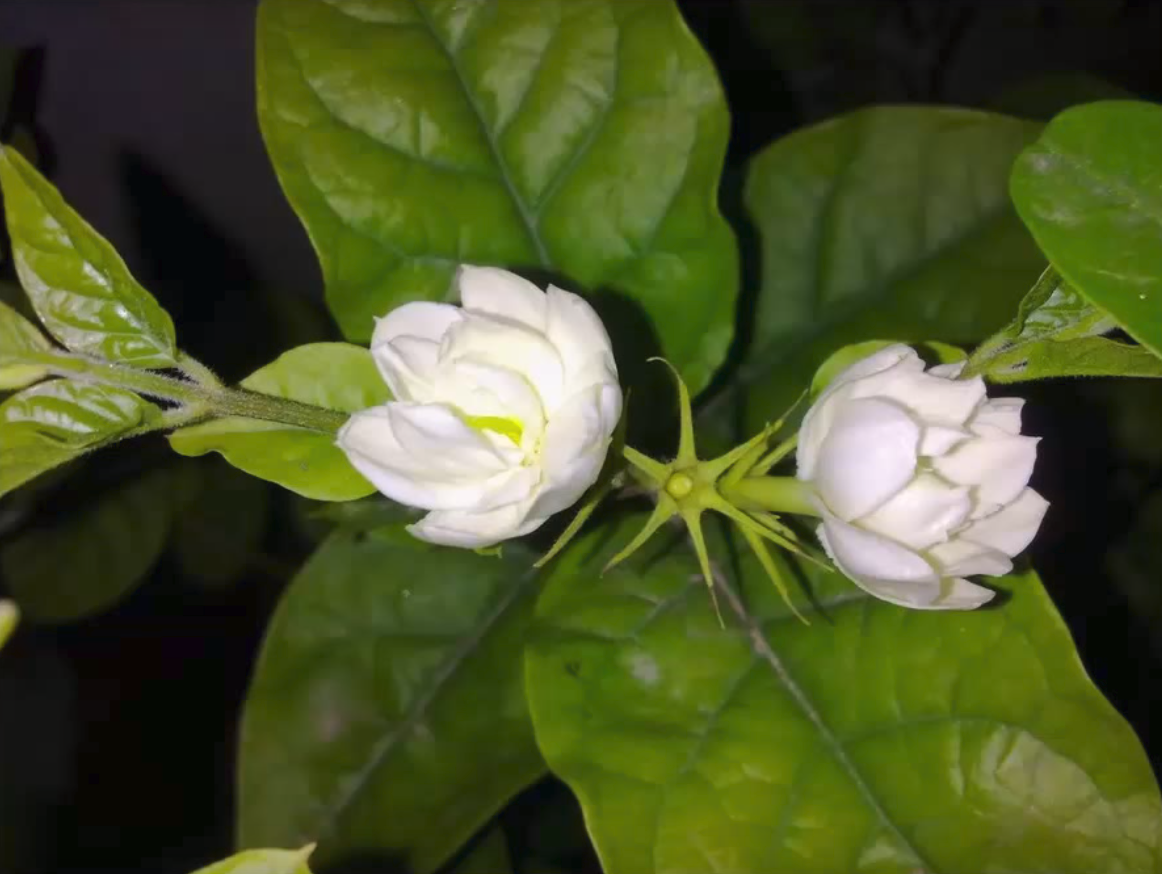 Jasmine Flower.png