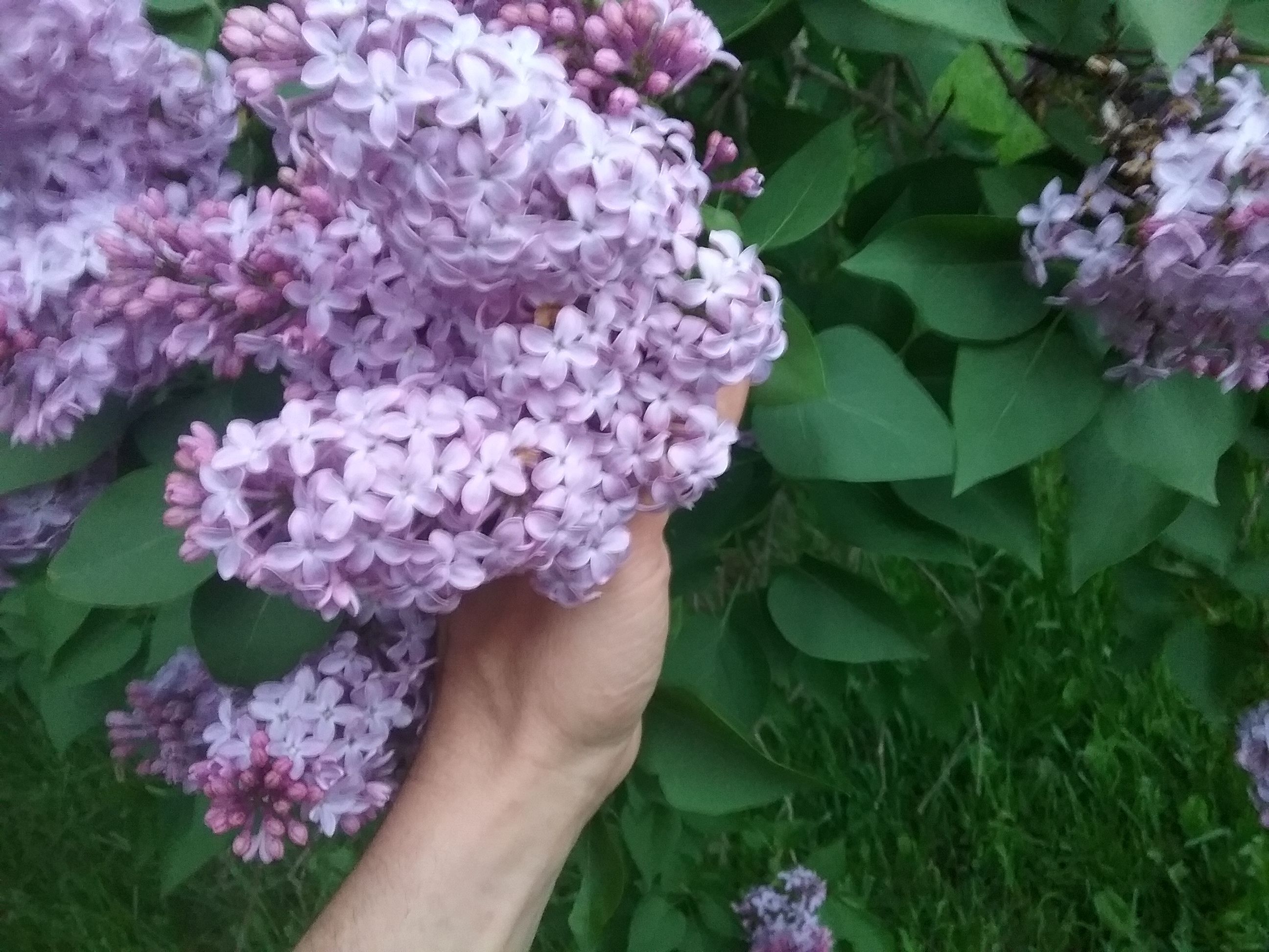 Lilacs Light Purpley Steemit