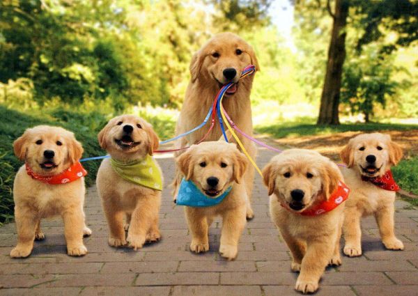 dog-family-walk-1367241068_b.jpg