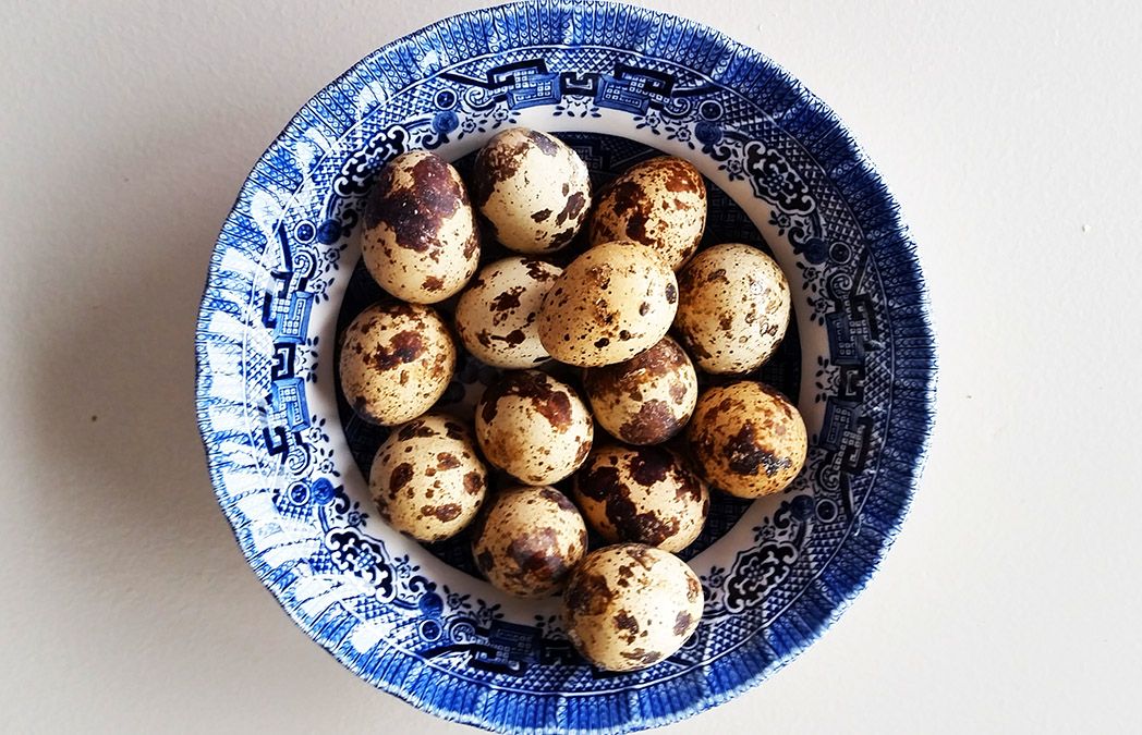 feb2quaileggs1.jpg