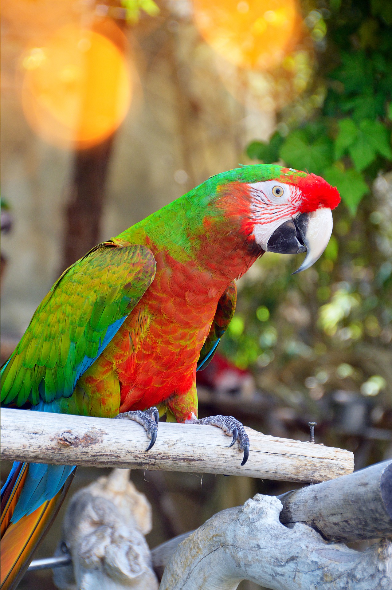 parrot-by-temperament-3056546_1920.jpg