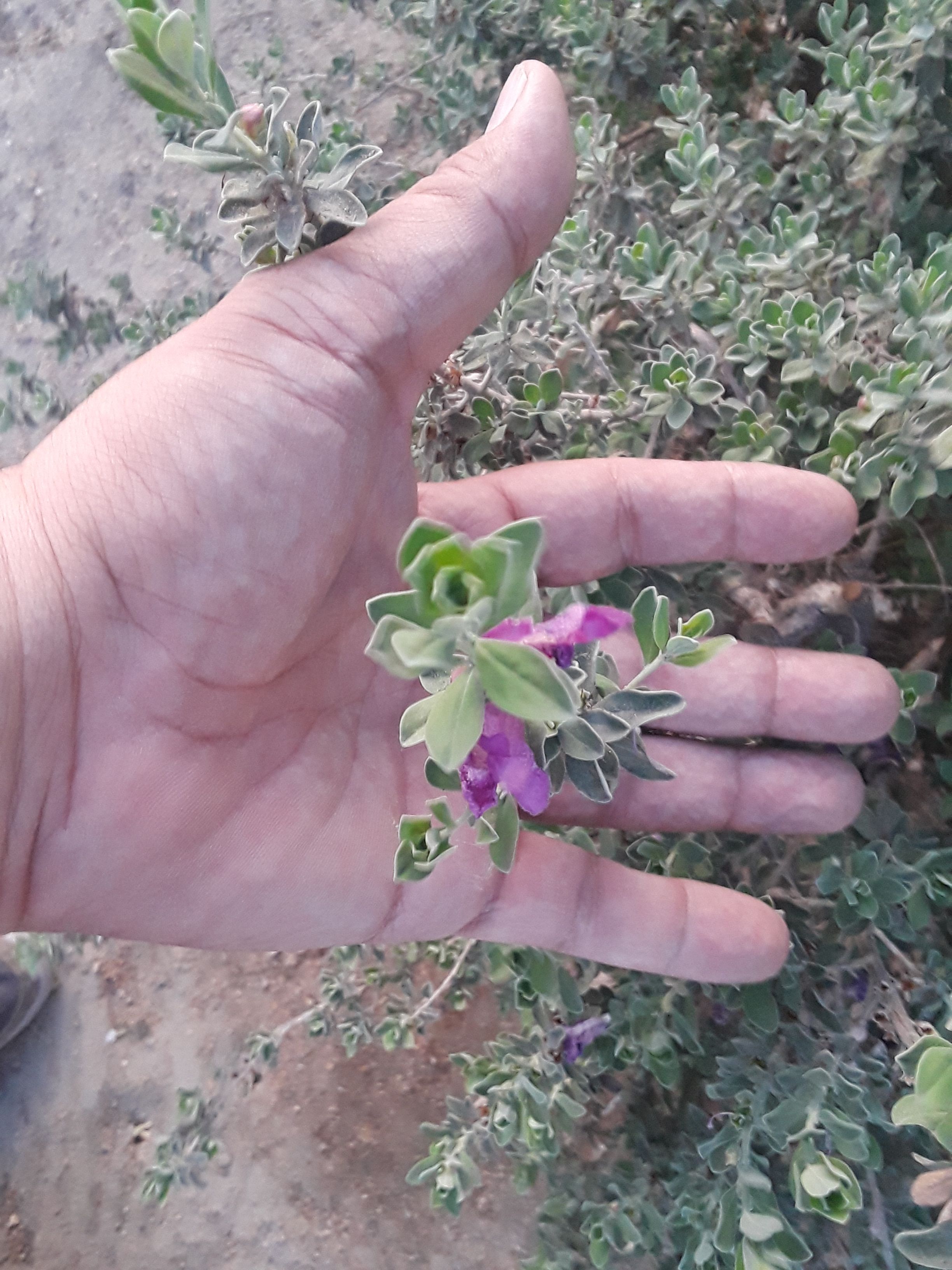 20180411_191155.jpg