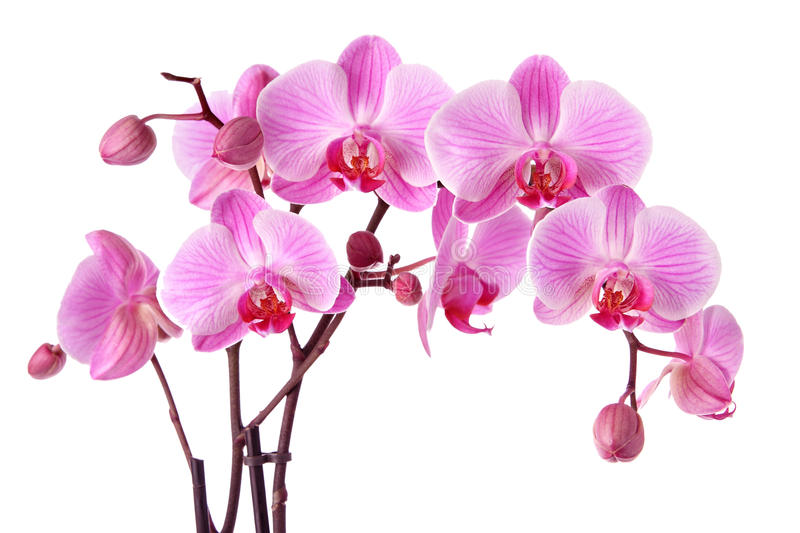 pink-orchids-isolated-white-background-33000091.jpg