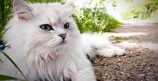 kucing 3.jpg