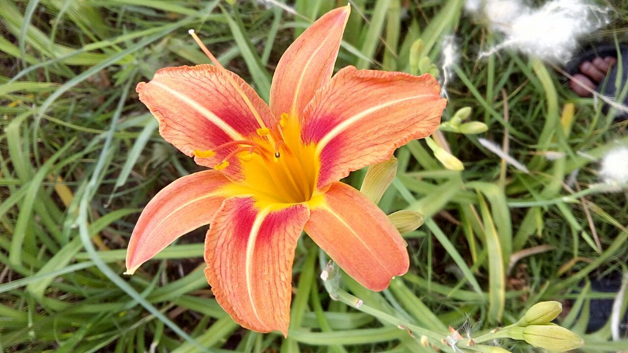 Orange Flower