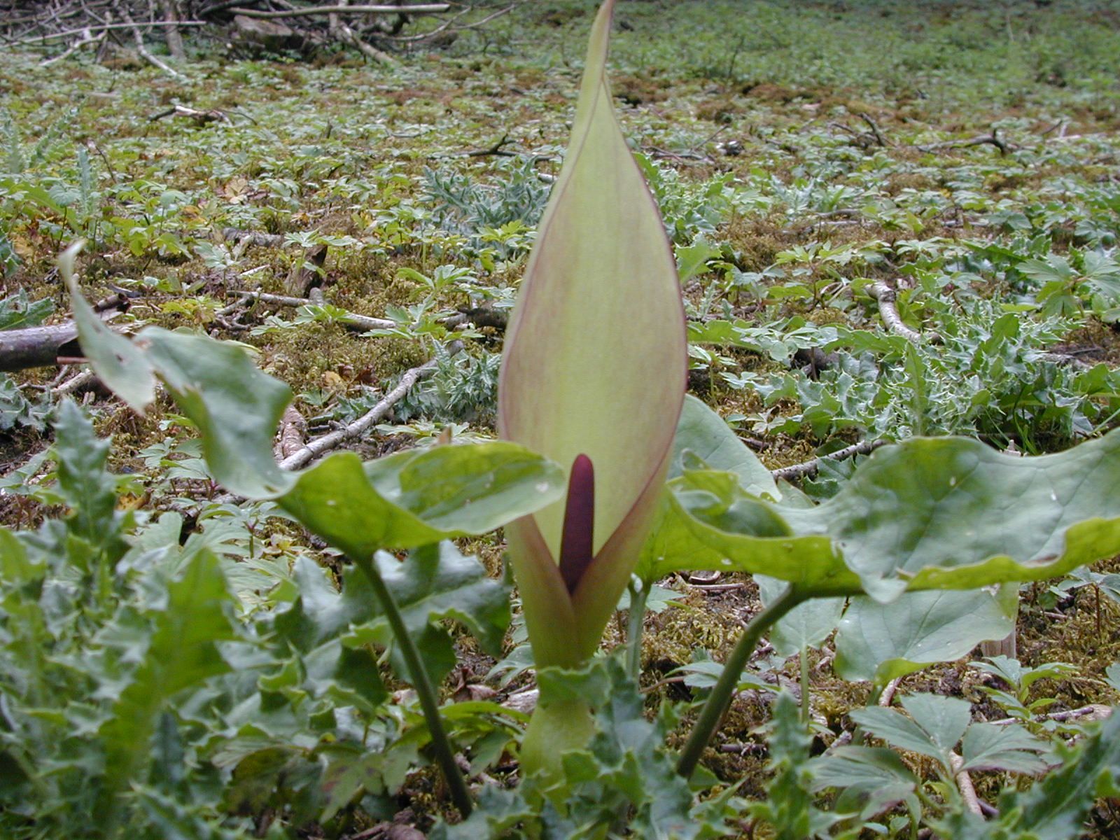 Cuckoo Pint.jpg