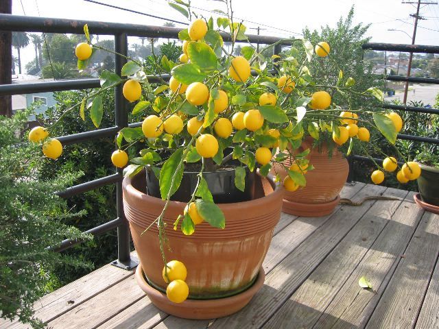 Lemon-Trees-007552.jpg