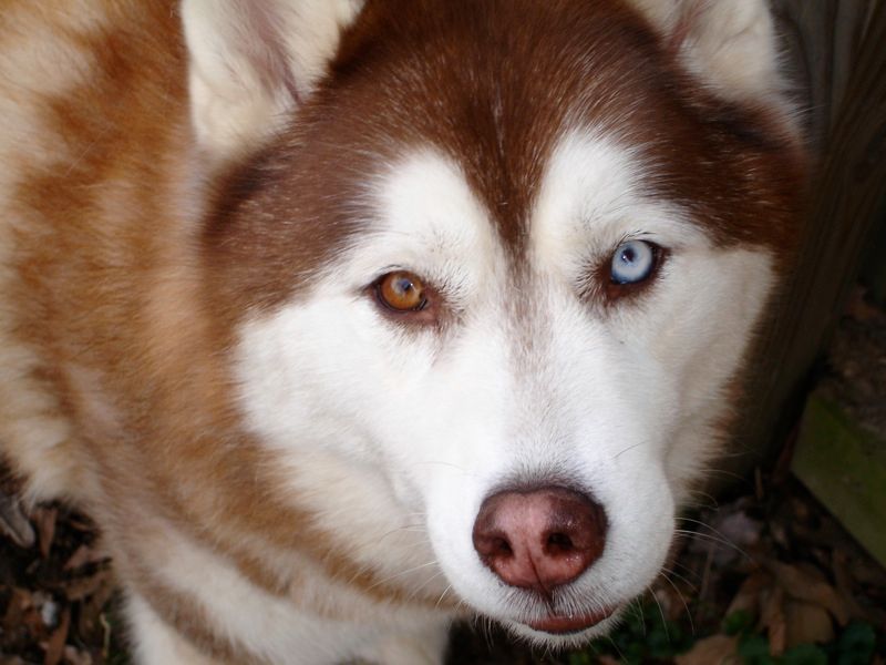 Siberian_Husky3.jpg