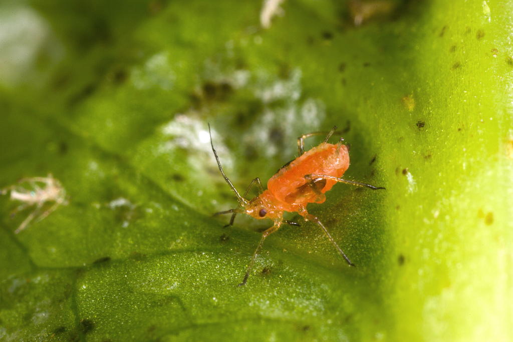 lettuce-aphid.jpg