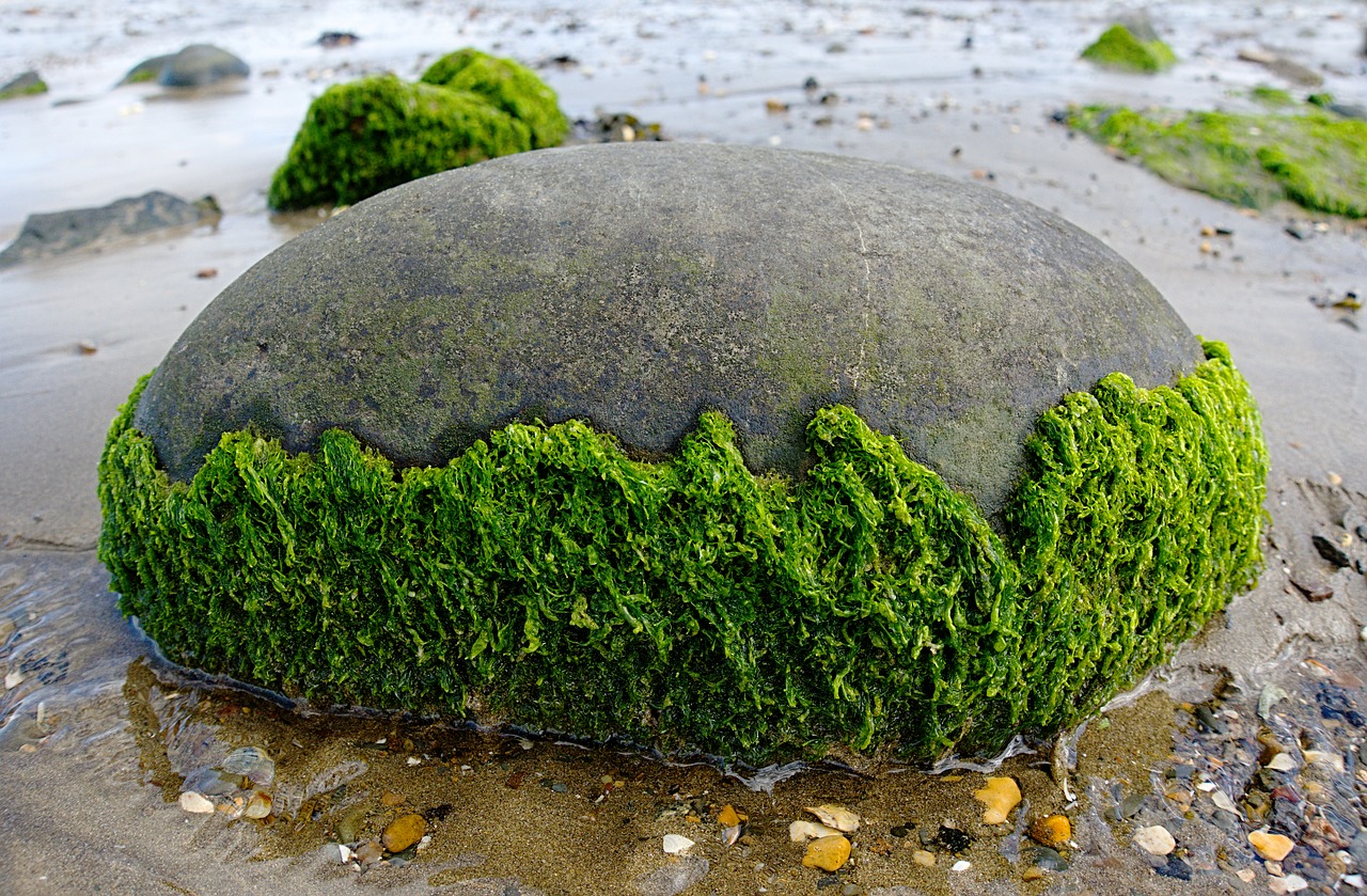 seaweed-2205570_1280.jpg