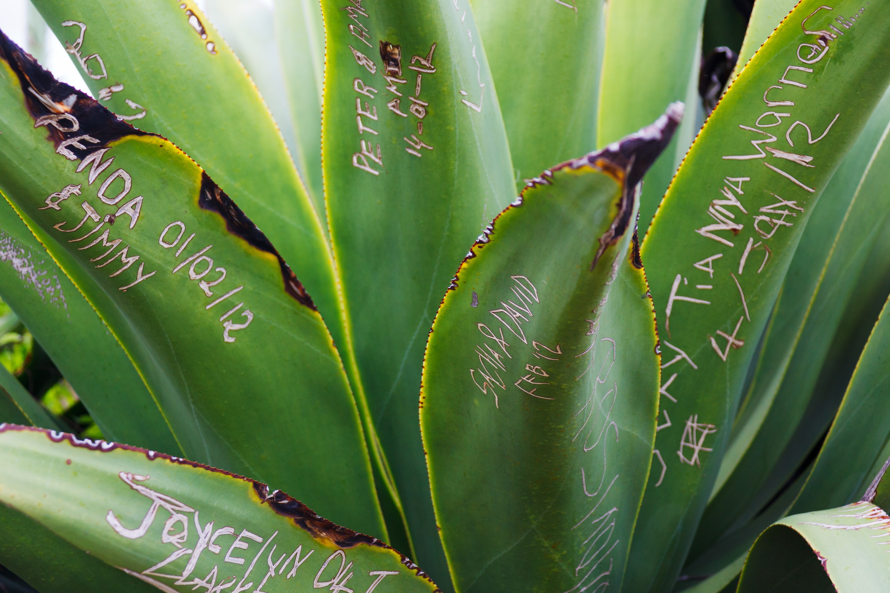 names_on_leaves_204294.jpg