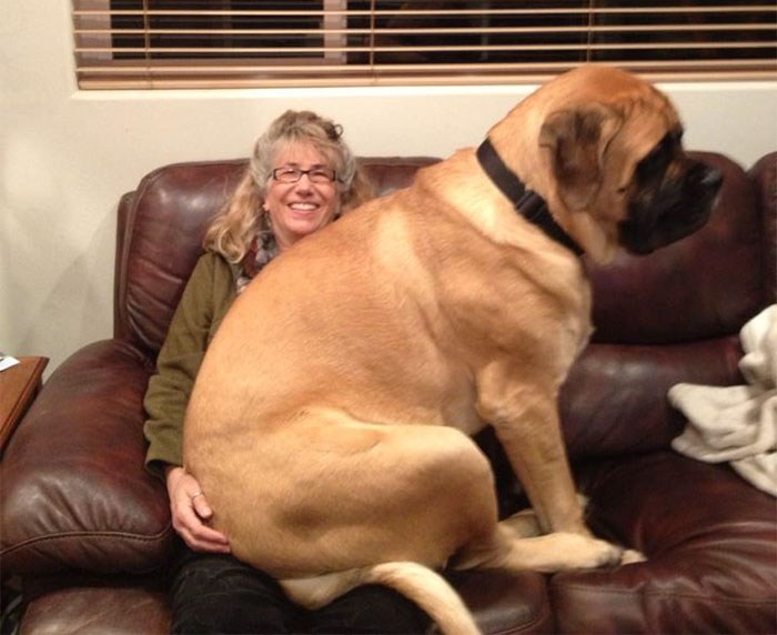 giant-lap-dogs-145-599fe9d66fed2__700.jpg