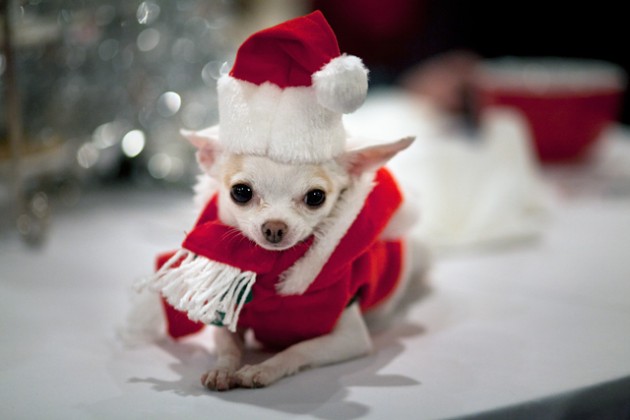 Cute-Christmas-Animals-55-630x420.jpg