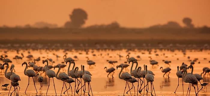 Kutch-Desert-Wildlife-Sanctuary.jpg