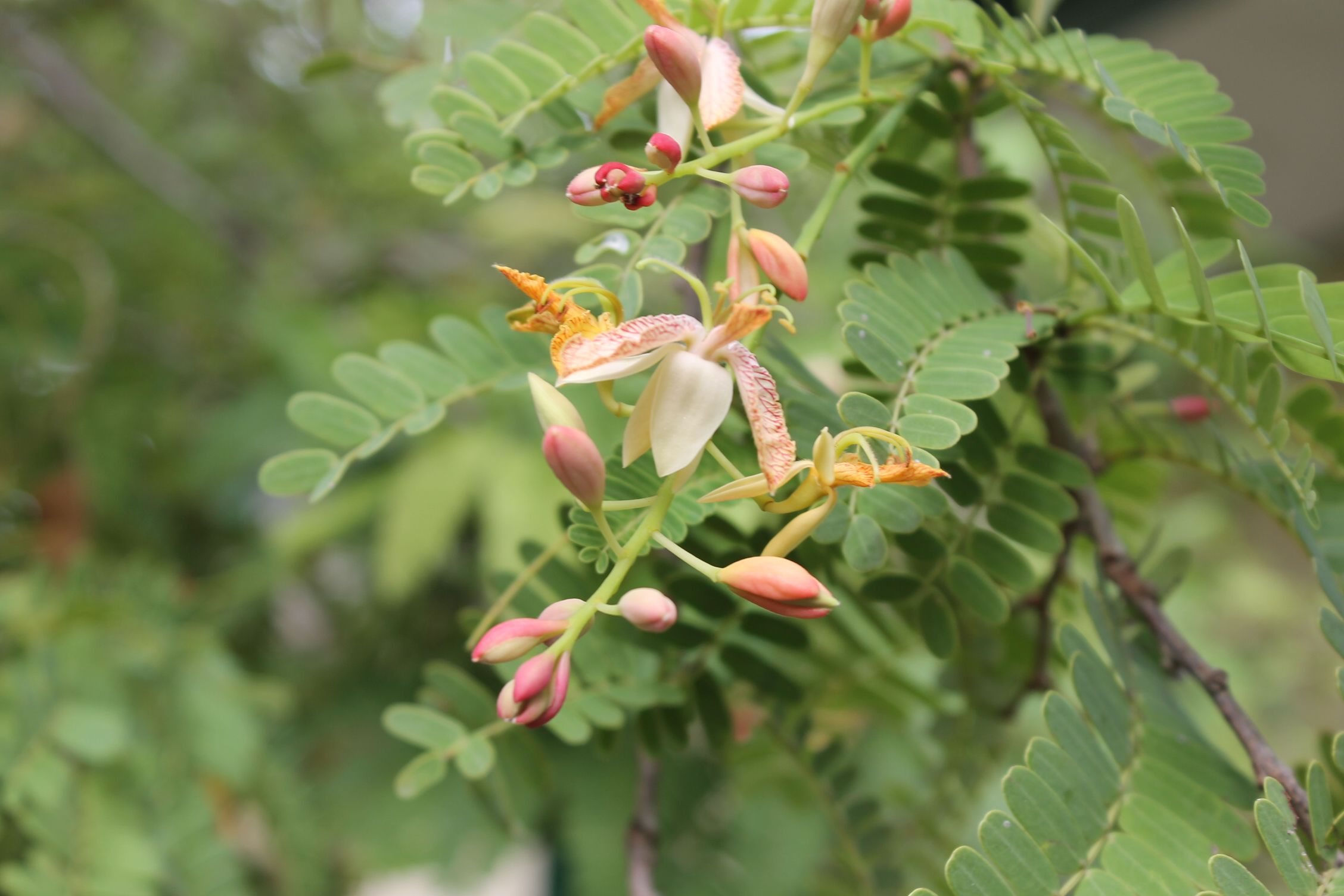 Tamarandus Indica Flower1 Steemit