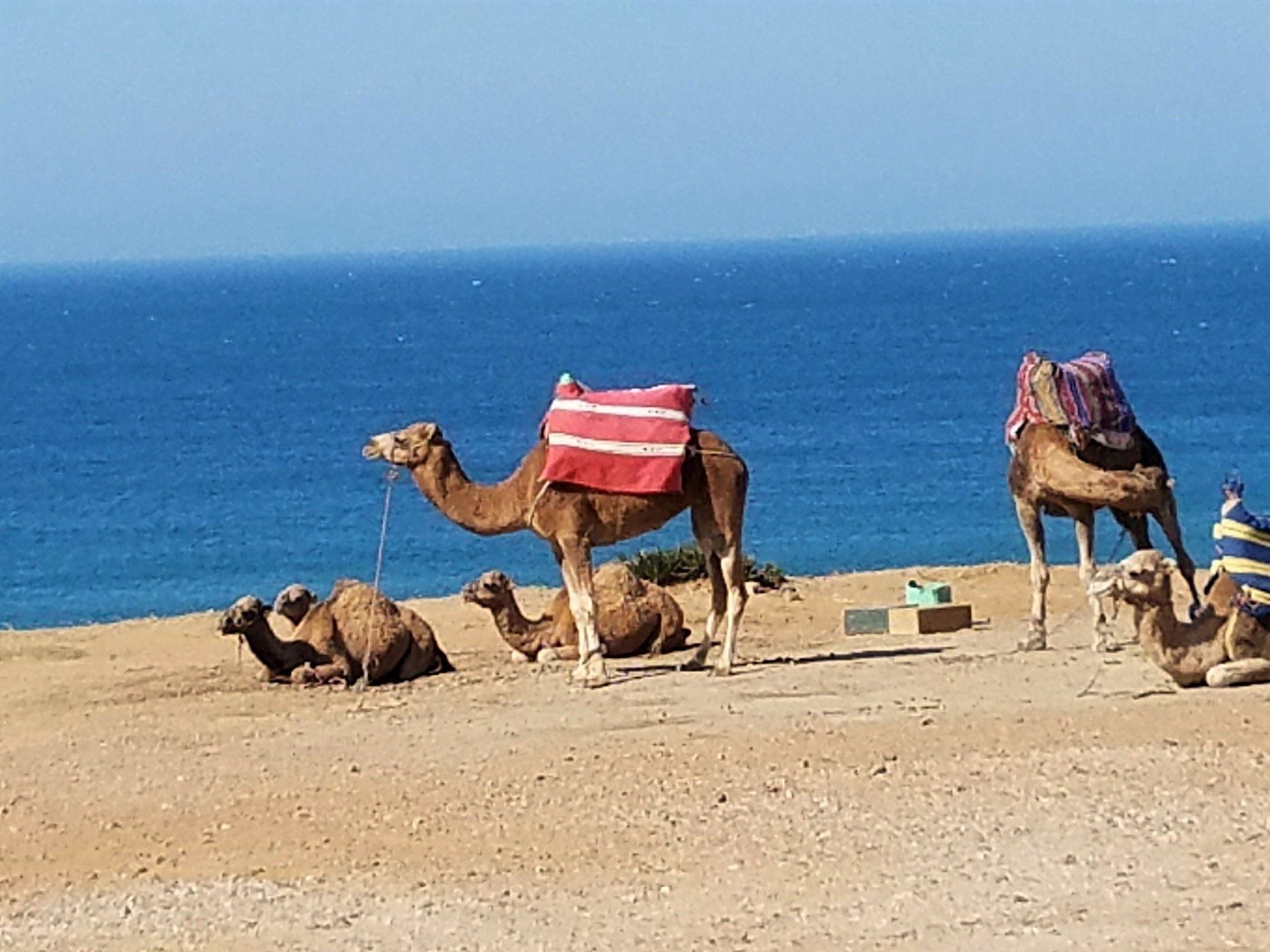 camels.jpg