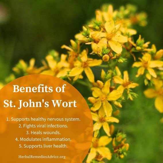 xSt-johns-wort-Benefits.jpg.pagespeed.ic.UiHimVNdj4.jpg