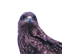 Steemit profile picture for @pakistani