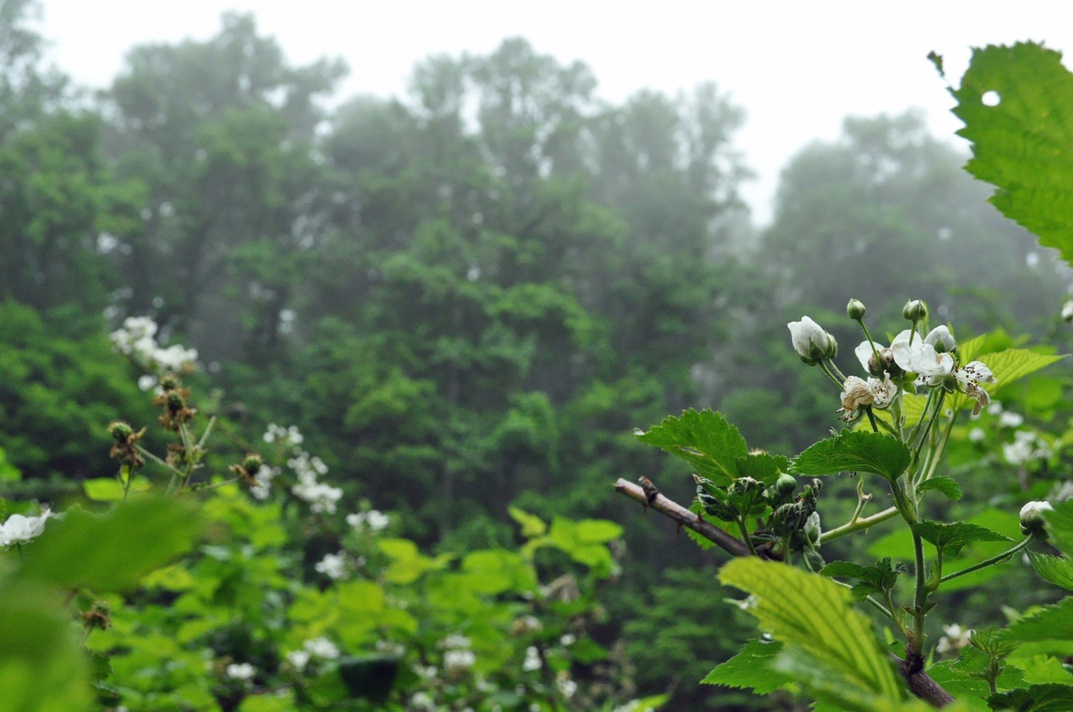 blackraspberry.jpg