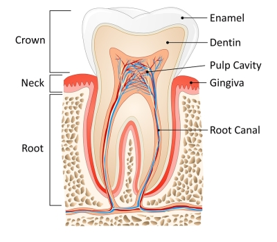 TOOTH WITH NERVE.jpg