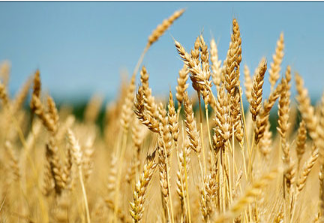 Пшеница основная зерновая культура. Пшеница. Зерновые культуры фон. Хороший урожай пшеницы. Зерновые культуры и овощи.