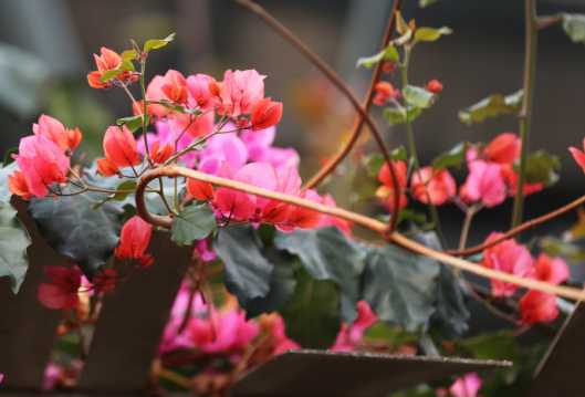 bougainvillea-orange.jpg