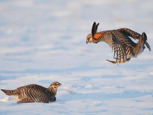 636592125926409430-AP-Exchange-Prairie-Chickens.jpg