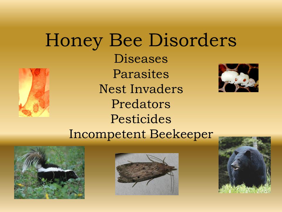 beekeeping class.jpg