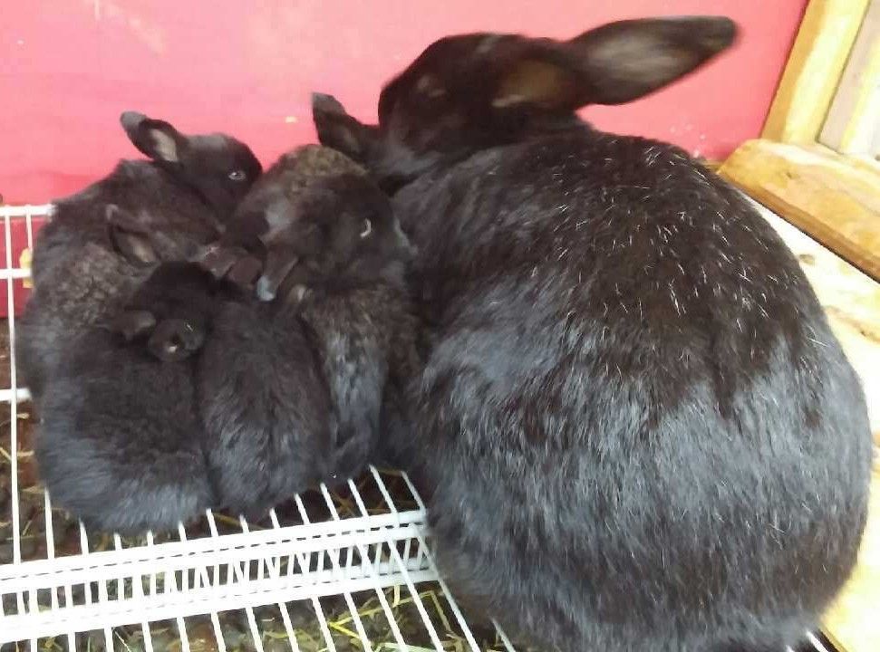 babybunnies5.jpg