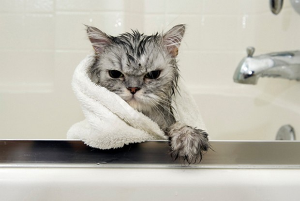 bathing_cat_3.jpg