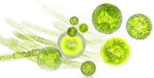 global microalgae market.jpg