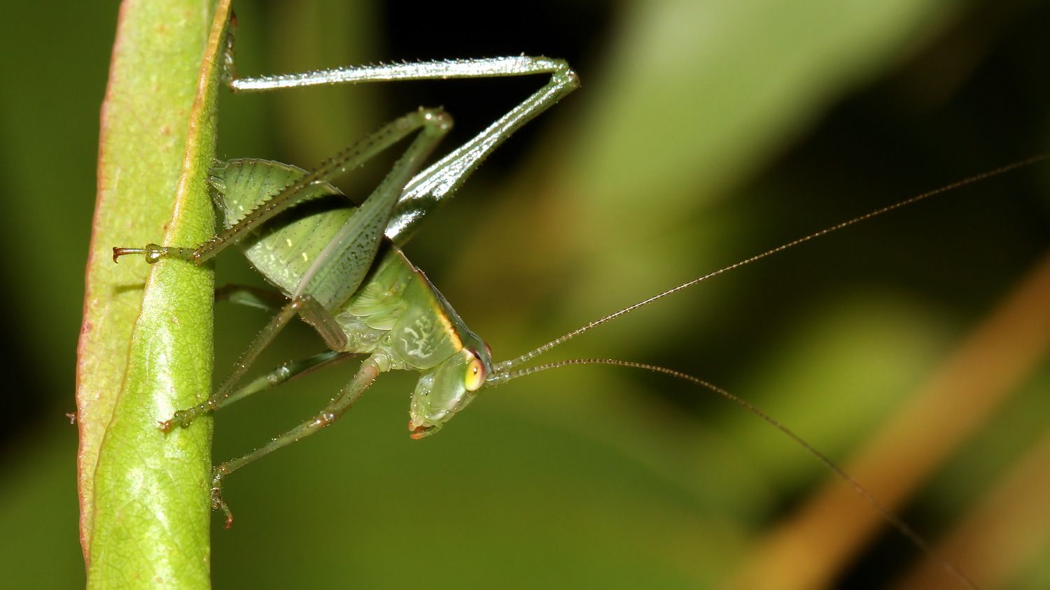 Garden Katydid BY Tas 2018-01-11 n3.jpg