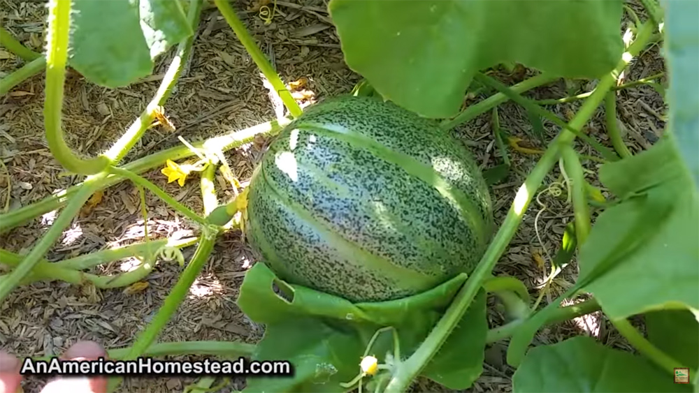 melon.jpg