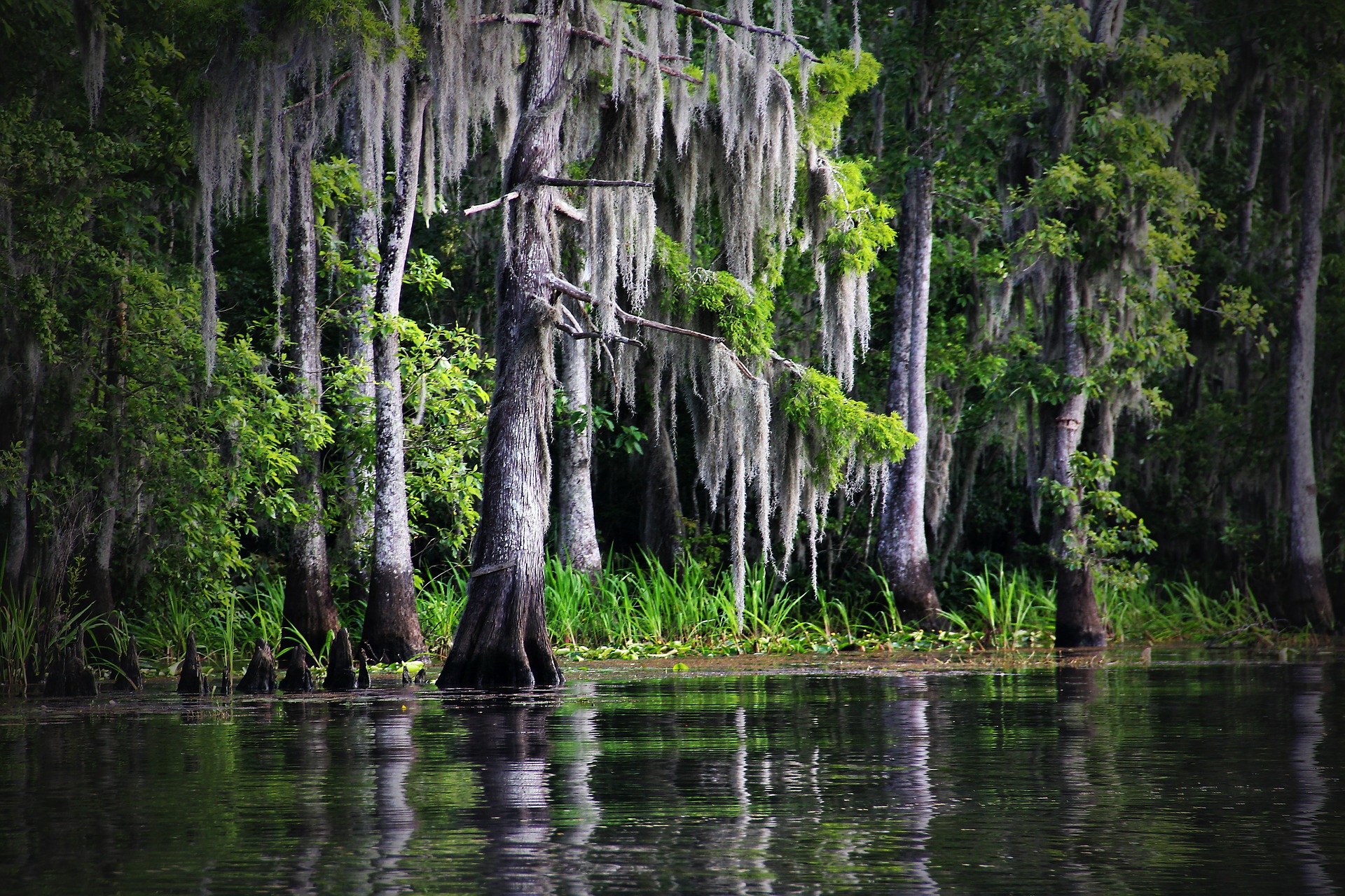 swamp-169168_1920.jpg