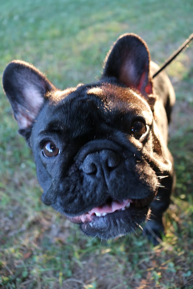 French Bulldog, Dogs and Stuff – Coffee and Power Tools