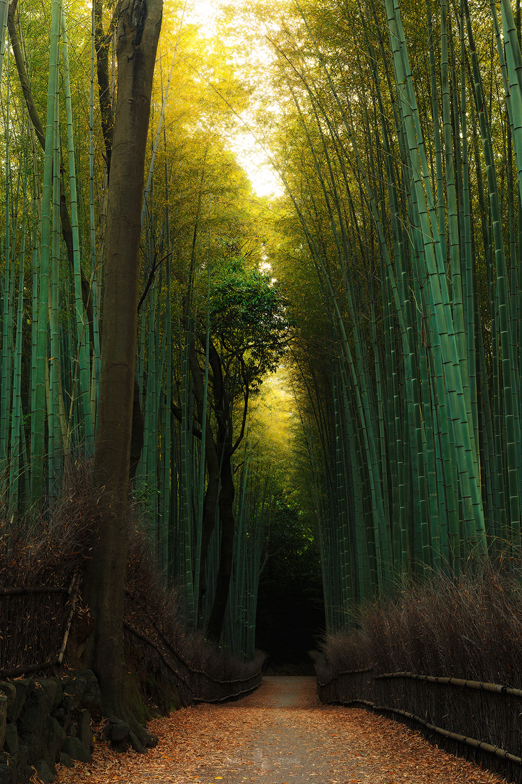 Bamboo-Forest.jpg