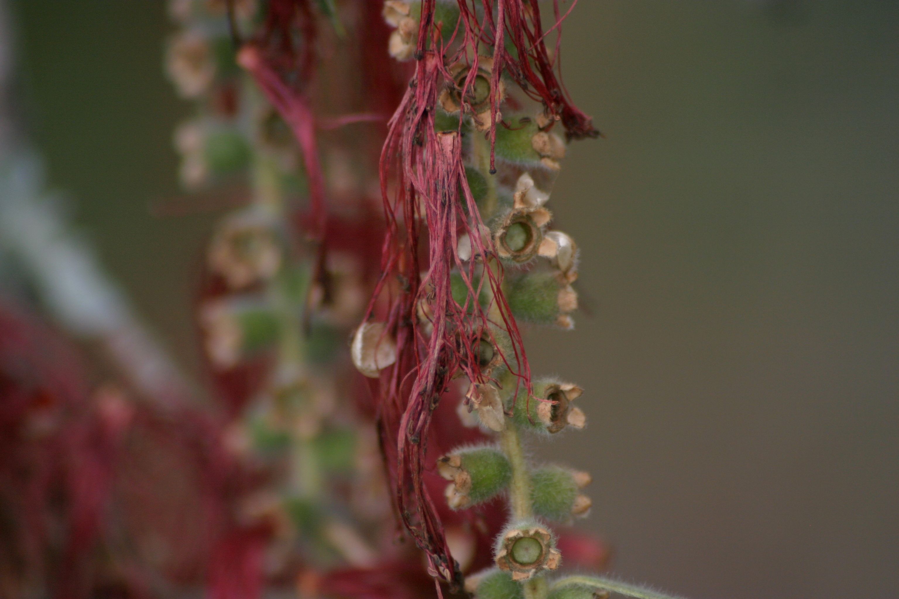 bottlebrush 2.jpg