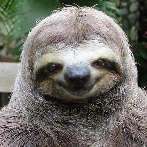 sloth.jpg