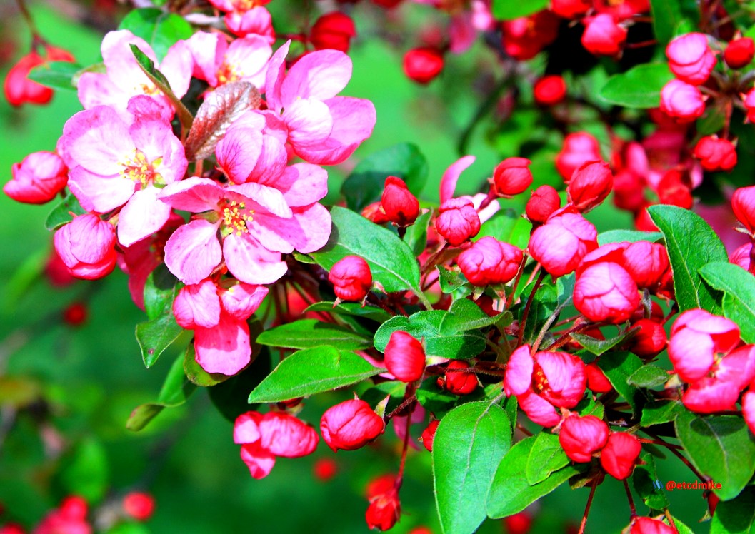 Indian Magic Flowering Crabapple IM-M5-0055.JPG