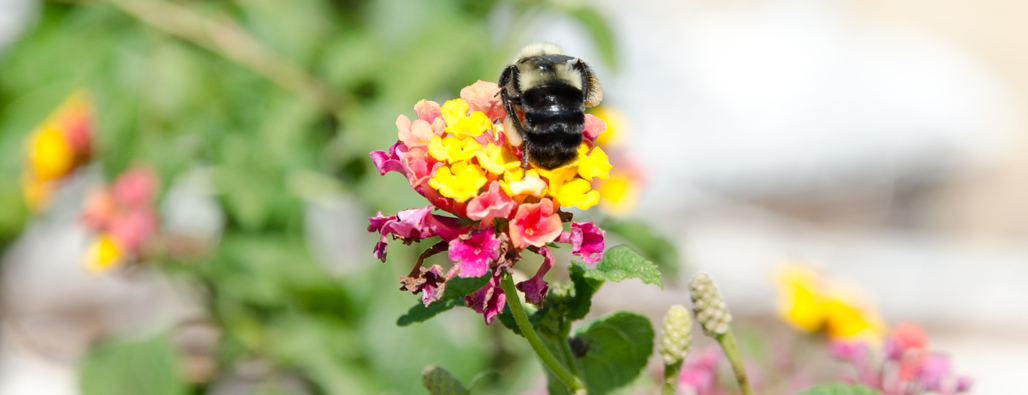 p2-Lantana-and-a-bee-2-brandon-holsey.jpg