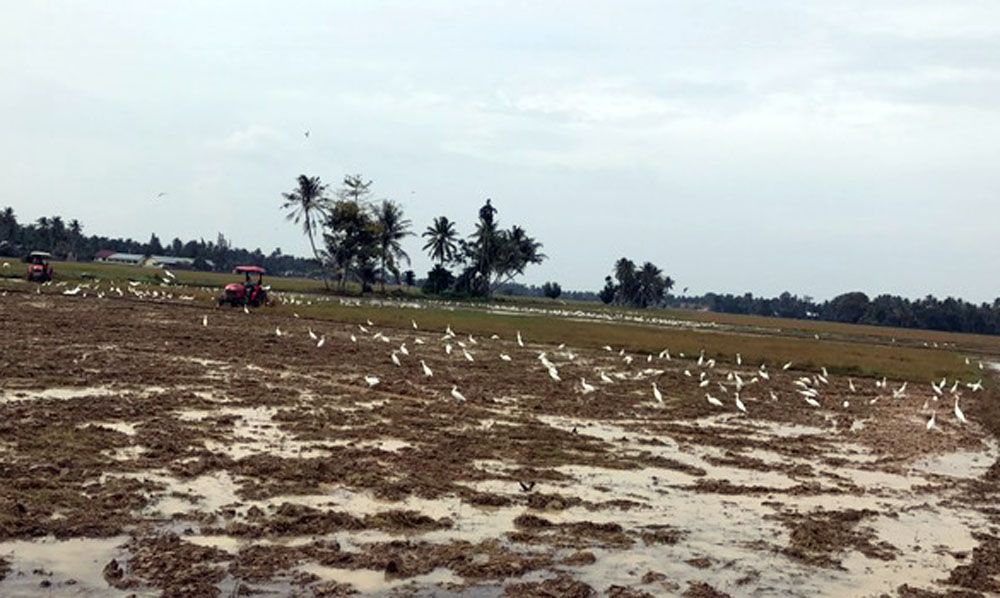 Inspiration From Migratory Birds Without Sound Inspirasi Dari