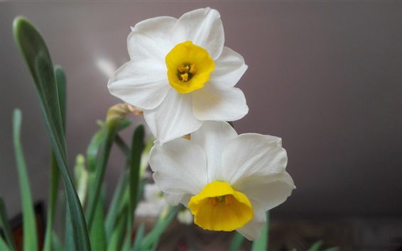 White-petals-daffodils-close-up_m.jpg