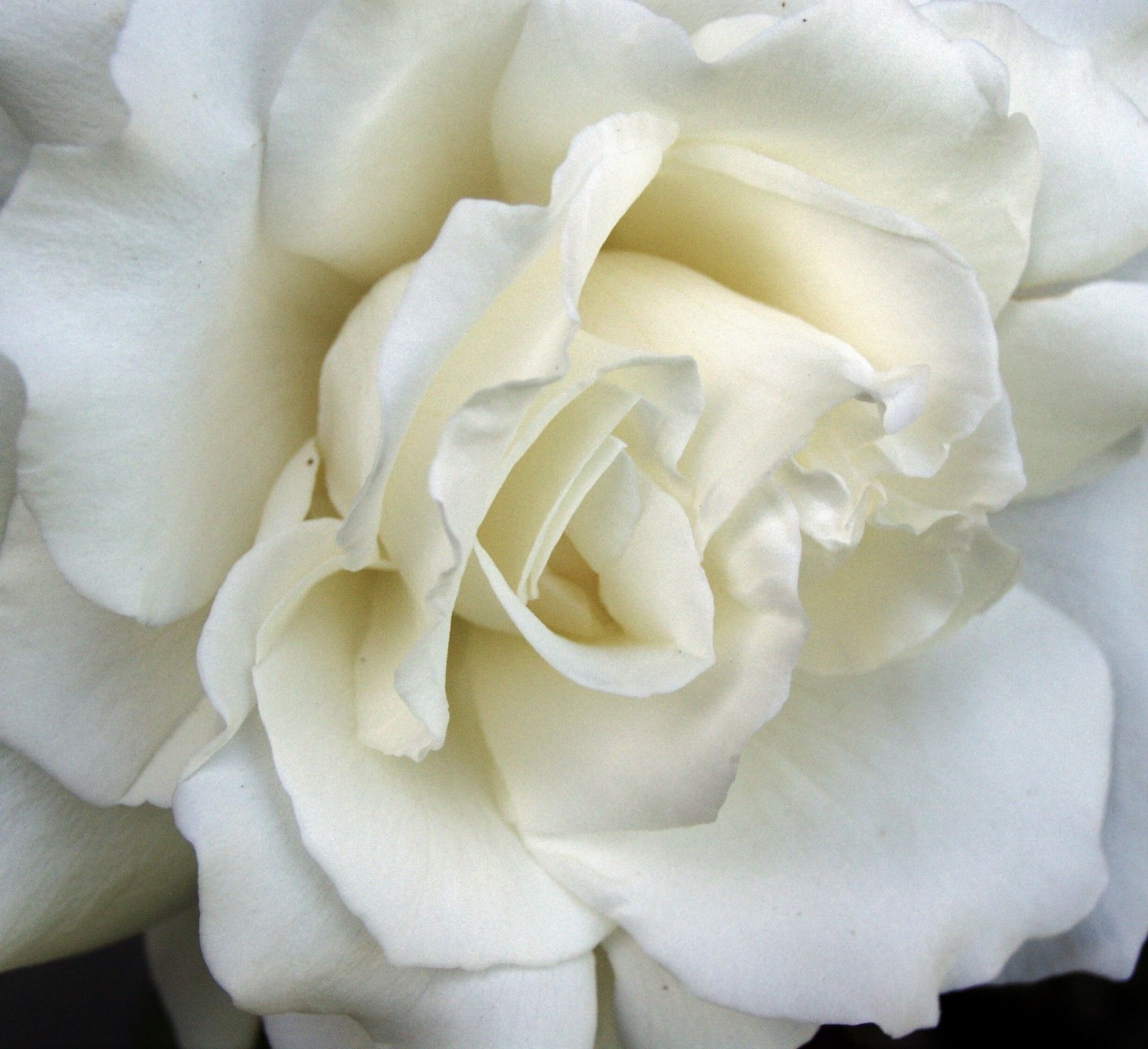 White Rose 1.jpg