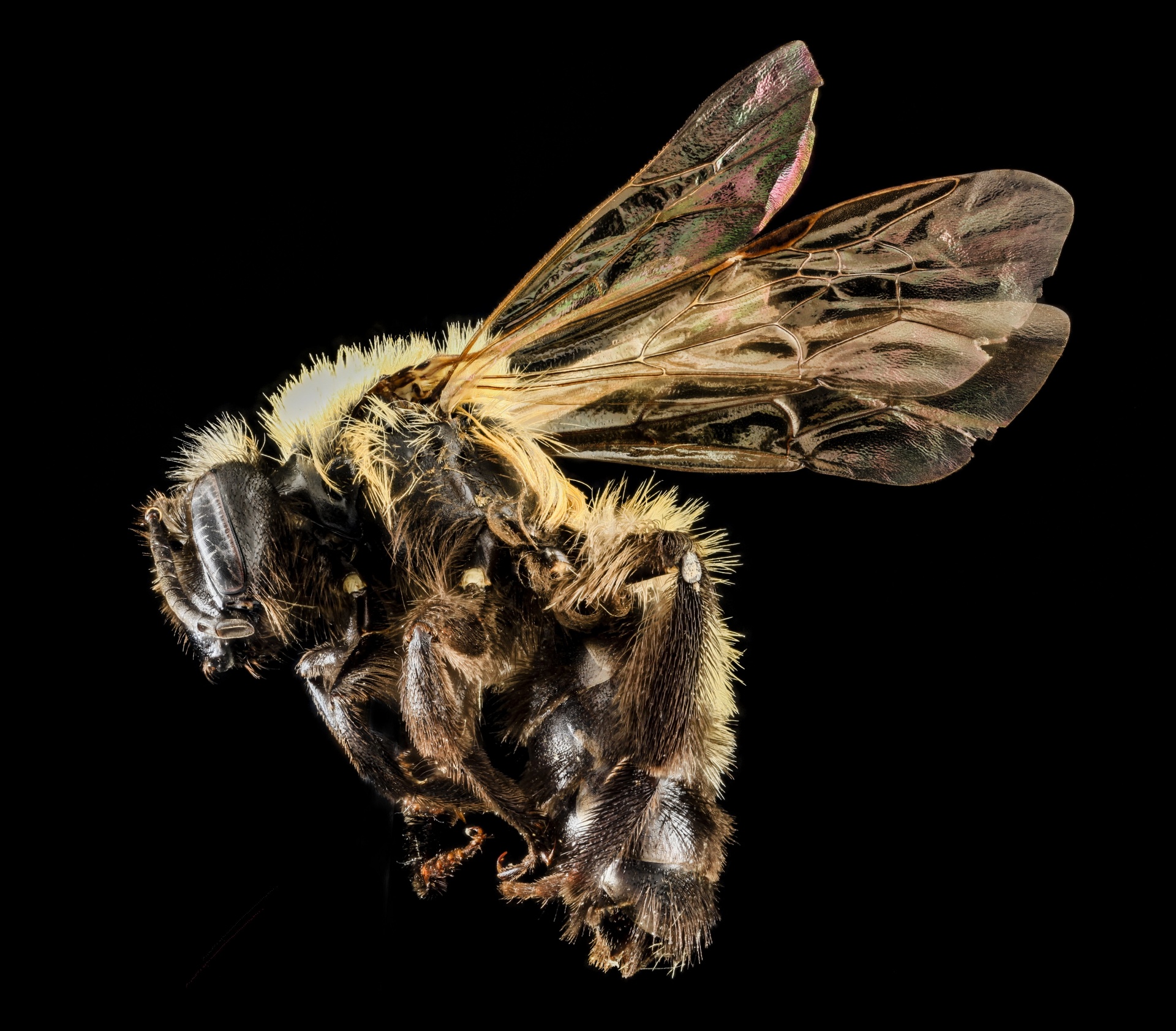 macro-bee-profile.jpg