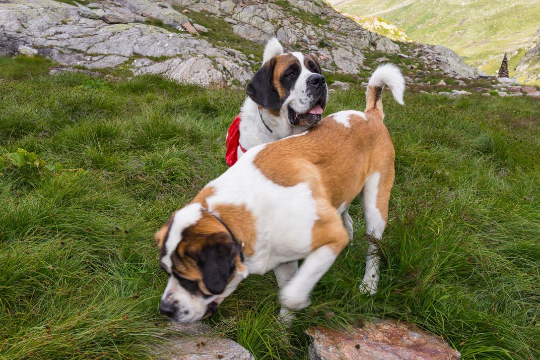 st-bernard-dogs-switzerland.jpg