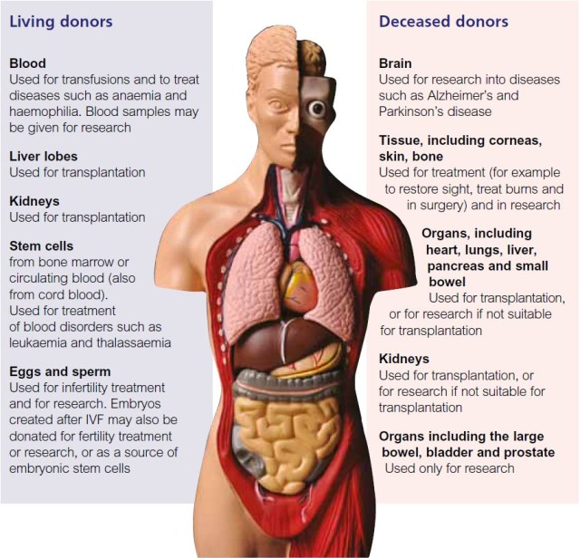 organ-donor.jpg