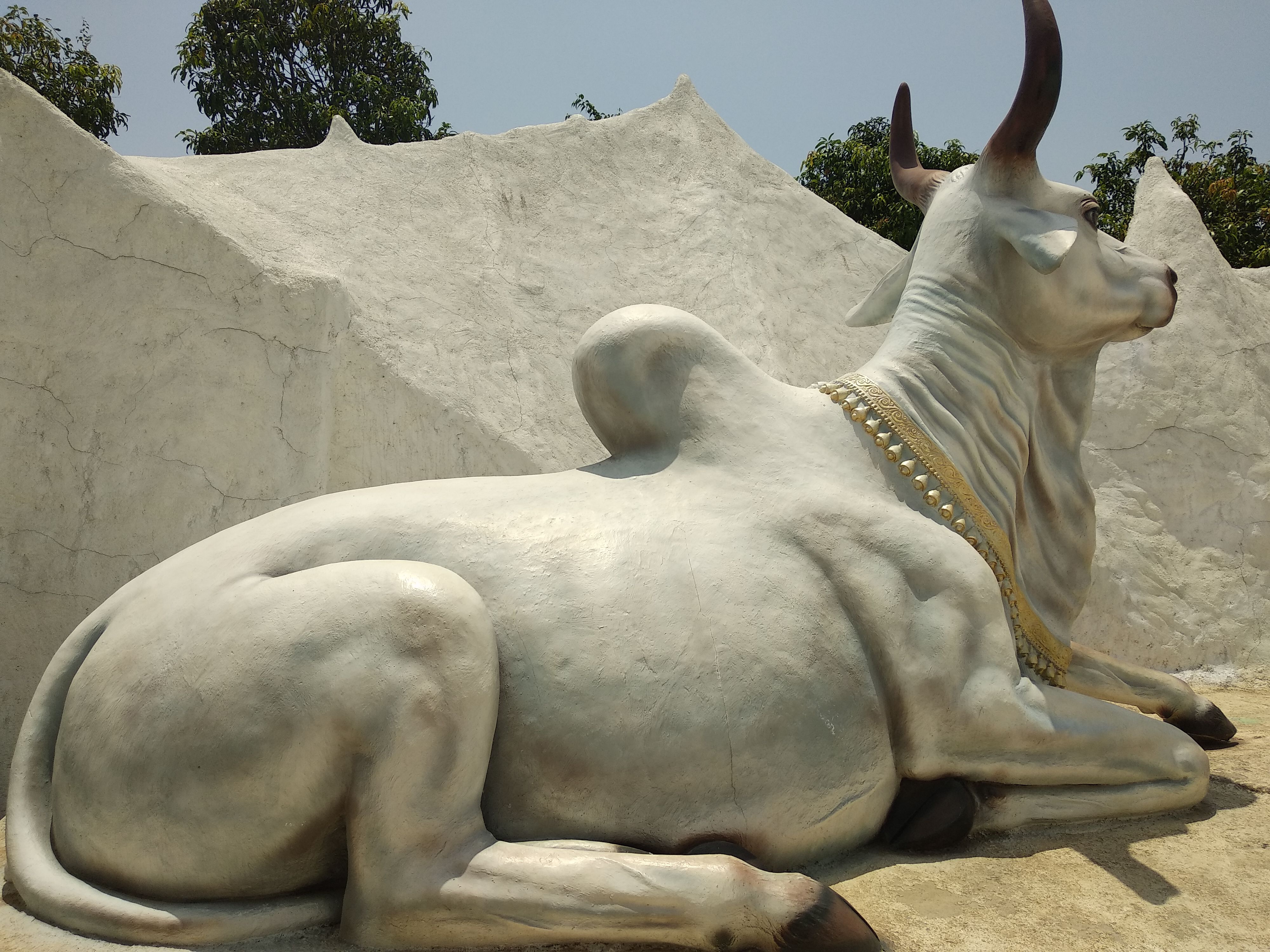 Nandi Cow - Photo Credits: Chetan Naik