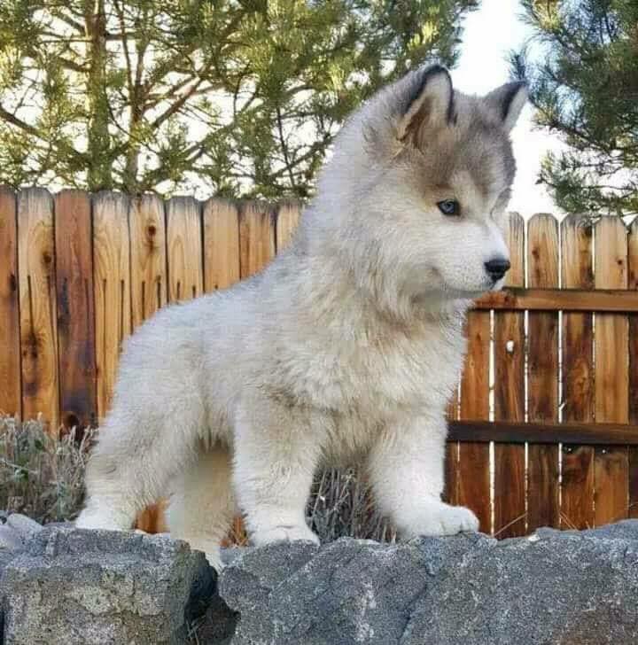 Cute Wolf Cub Steemit