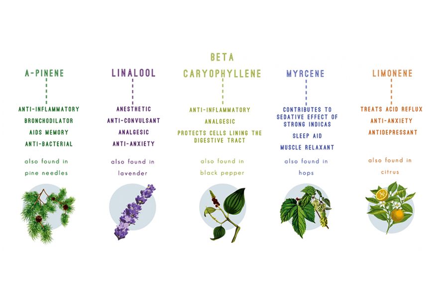 terpenes-found-in-cannabis.jpg