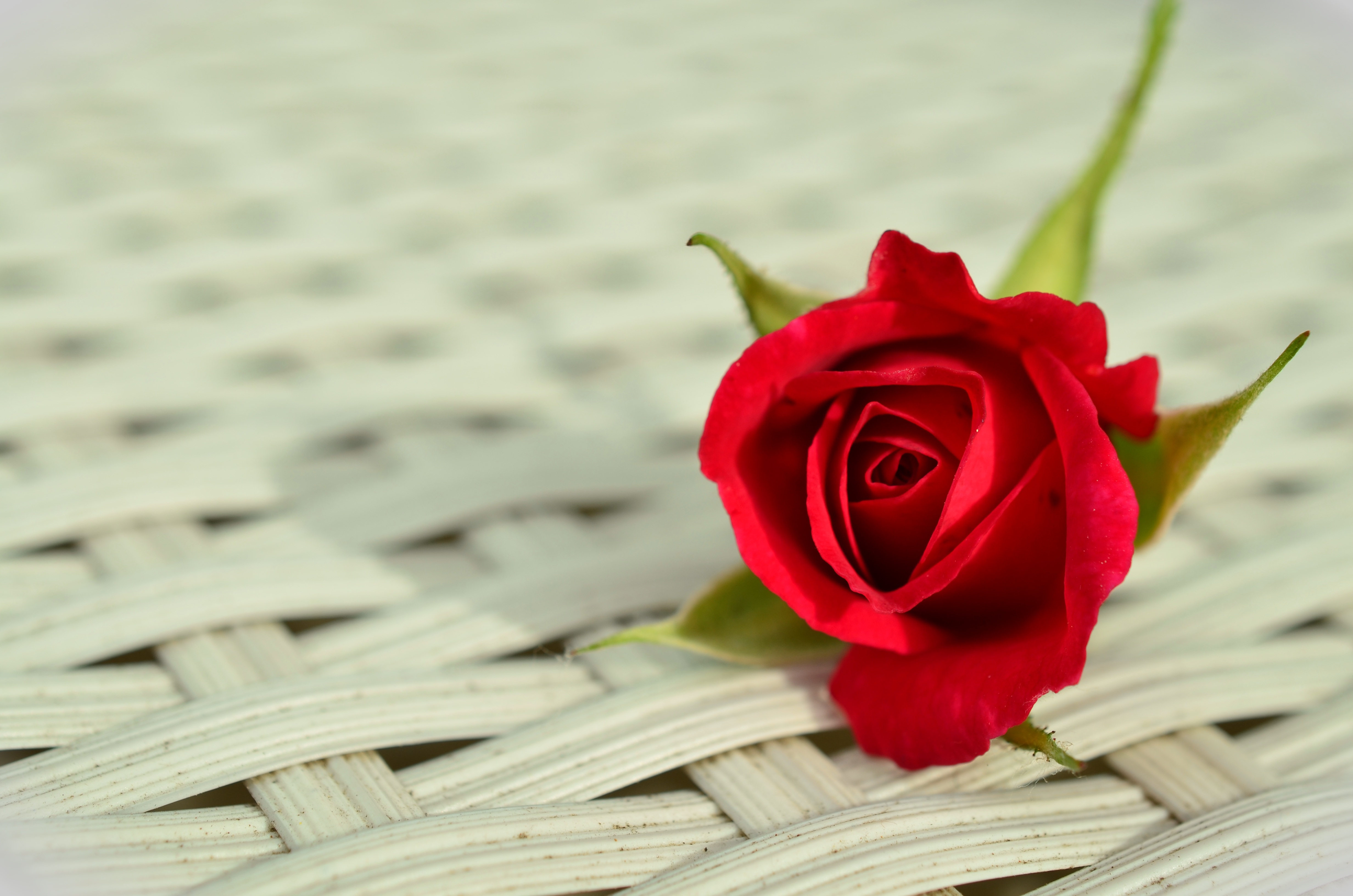 rose-red-rose-romantic-rose-bloom.jpg